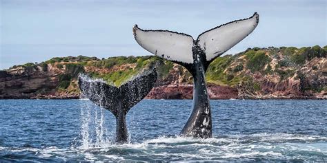 whalw watching|whale watching merimbula.